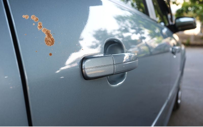 Bug Splatter on car